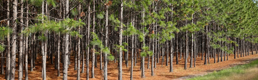 Tree Services