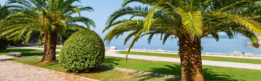 Tree Installation Services